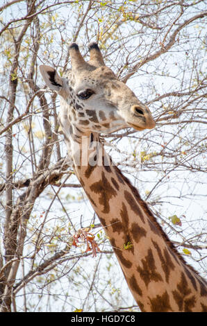 Les Masais Girafe (Giraffa camelopardalis tippelskirchi) Portrait Banque D'Images