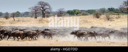 Buffle d'Afrique (Syncerus caffer) troupeau d'exécution Banque D'Images