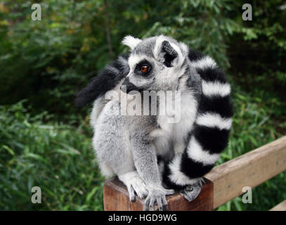 Une belle Untitled document (Lemur catta) sur un piquet de clôture. Banque D'Images