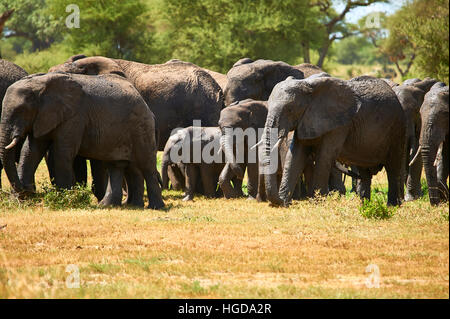 Troupeau d'éléphants sur le chemin du retour à partir d'un point d'eau Banque D'Images