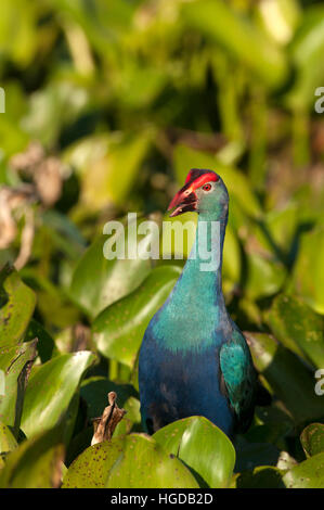 Dans l'eau talève sultane Porphyrio porphyrio poliocephalus, jacinthe, Thaïlande Banque D'Images