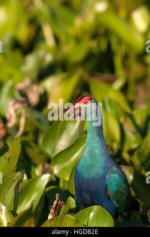 Dans l'eau talève sultane Porphyrio porphyrio poliocephalus, jacinthe, Thaïlande Banque D'Images