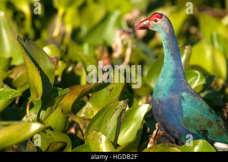 Dans l'eau talève sultane Porphyrio porphyrio poliocephalus, jacinthe, Thaïlande Banque D'Images