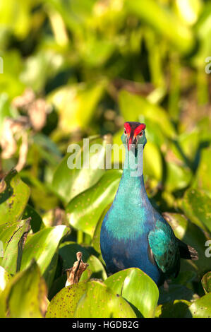 Dans l'eau talève sultane Porphyrio porphyrio poliocephalus, jacinthe, Thaïlande Banque D'Images