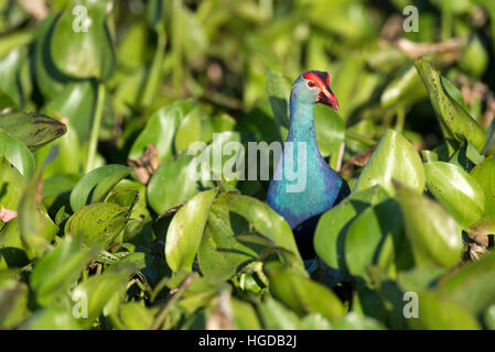 Dans l'eau talève sultane Porphyrio porphyrio poliocephalus, jacinthe, Thaïlande Banque D'Images