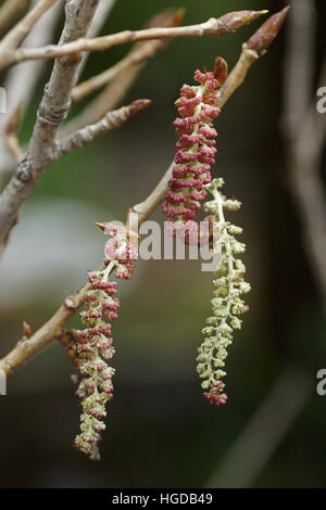 Populus nigra ssp. betulifolia Banque D'Images