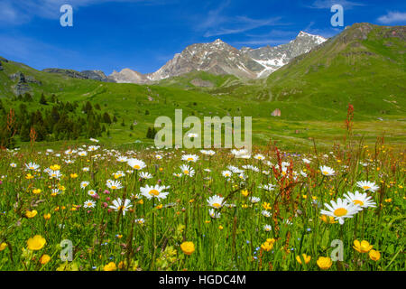 L'Alp Flix, Grisons, Suisse Banque D'Images