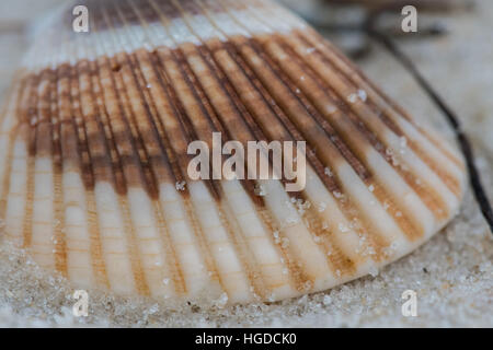 Close up de Shell à rayures assis sur une plage de sable Banque D'Images
