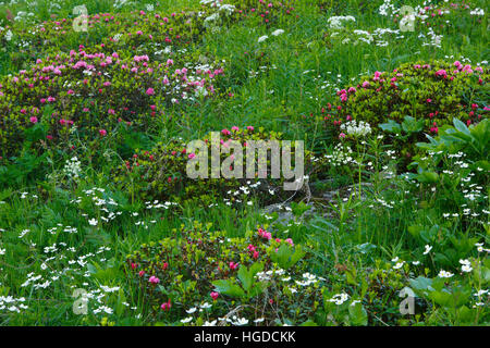 La rose des Alpes, Rhododendron ferrugineum, Valais, Suisse Banque D'Images