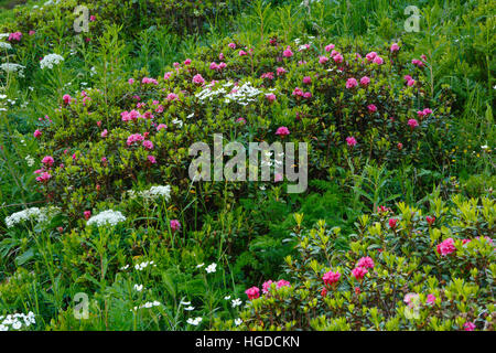 La rose des Alpes, Rhododendron ferrugineum, Valais, Suisse Banque D'Images