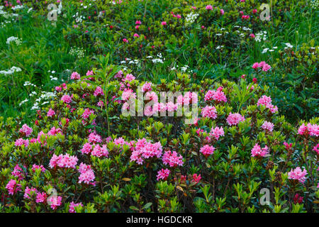 La rose des Alpes, Rhododendron ferrugineum, Valais, Suisse Banque D'Images