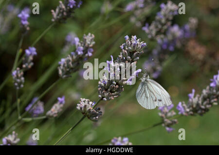 Blanc veiné de vert, Pieris napi seul adulte se nourrit de fleurs de lavande Essex, UK Banque D'Images