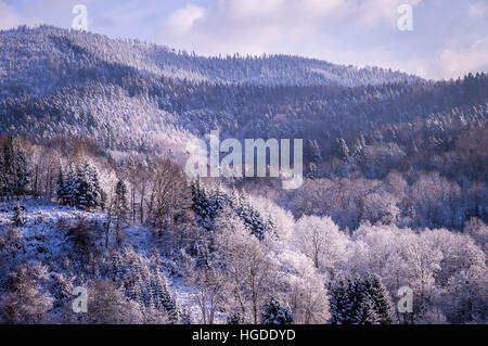 Arbres en hiver dans la Forêt-Noire, Allemagne Banque D'Images