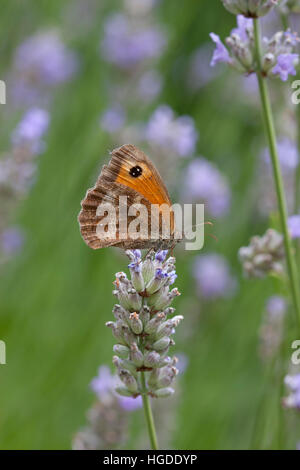 Pyronia tithonus Gatekeeper, seul adulte se nourrit de fleurs de lavande Essex, UK Banque D'Images