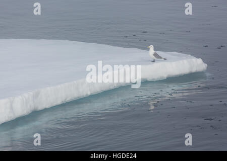 Arctique, Mouette tridactyle, Rissa tridactyla, banquise, région polaire, Spitzberg, Banque D'Images