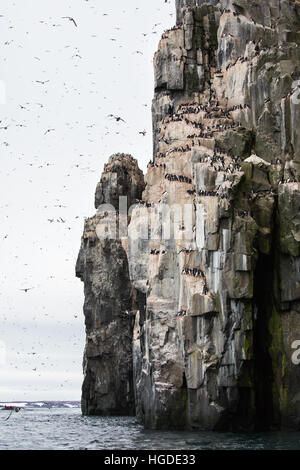 Monte Carlo, Alkefjellet, Guillemot de Brünnich (Uria lomvia) Banque D'Images