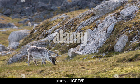 Monte Carlo, Isfjord, tundra, renne Banque D'Images