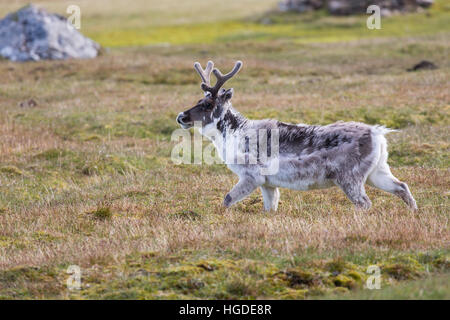 Monte Carlo, Isfjord, tundra, renne Banque D'Images