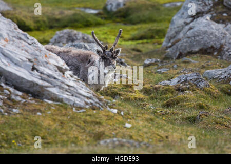 Monte Carlo, Isfjord, tundra, renne Banque D'Images