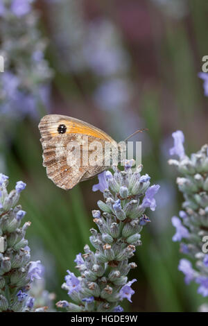 Pyronia tithonus Gatekeeper, seul adulte se nourrit de fleurs de lavande Essex, UK Banque D'Images