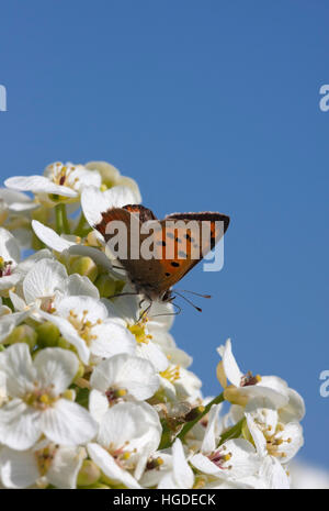 Petit Lycaena phlaeas cuivre seul adulte se nourrit de fleurs de kale Crambe maritima, la mer Minsmere, Suffolk, UK Banque D'Images