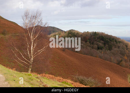 Silver Birch Lone Tree, Betula pendula, dans les collines de Malvern. Prises de novembre. Worcestershire, Royaume-Uni. Banque D'Images