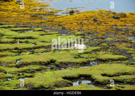 L'archipel des Hébrides, Ecosse, île de Skye, les moutons on beach Banque D'Images