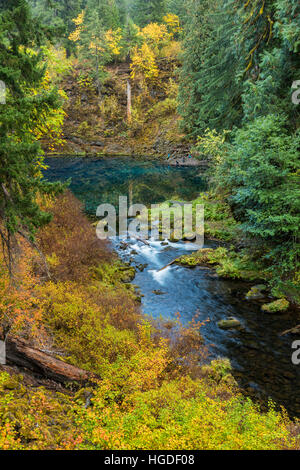 De l'Oregon, forêt nationale de Willamette, bleu piscine sur la rivière McKenzie, Tamolitch, Piscine Banque D'Images