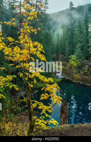 De l'Oregon, forêt nationale de Willamette, bleu piscine sur la rivière McKenzie, Tamolitch, Piscine Banque D'Images