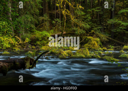 De l'Oregon, forêt nationale de Willamette, bleu piscine sur la rivière McKenzie près de Pool Tamolitch Banque D'Images