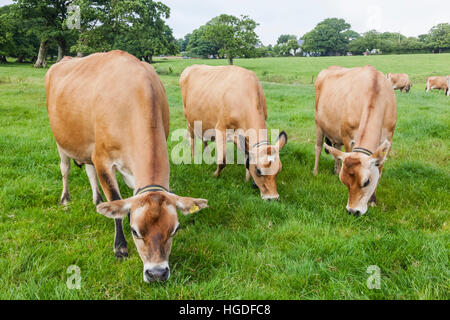 Royaume-uni, Iles Anglo-Normandes, Jersey, Jersey Cows Banque D'Images