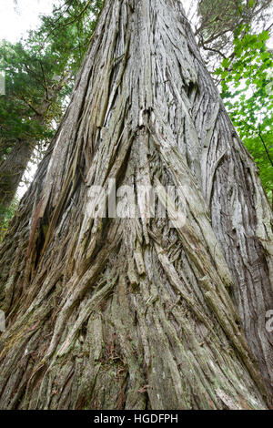 WA11931-00...WASHINGTON - écorce d'un grand cèdre rouge de l'ouest (Thuja plicata) le long de la Big Beaver Trail dans la région du lac Ross. Banque D'Images