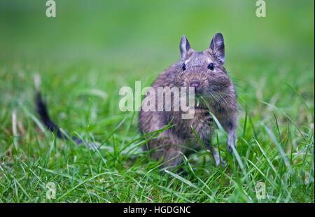 Degu (dégus octodon) mange de l'herbe Banque D'Images