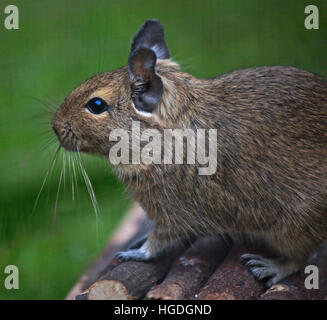 Dégus octodon Degu () Banque D'Images