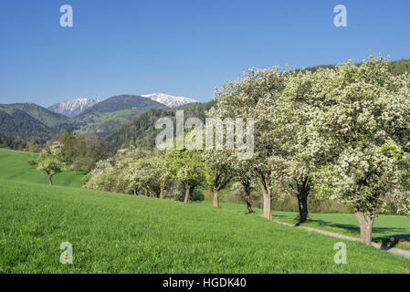 Rangée de poiriers à fleurs, Schneeberg, miesenbach, Basse Autriche, Autriche Banque D'Images