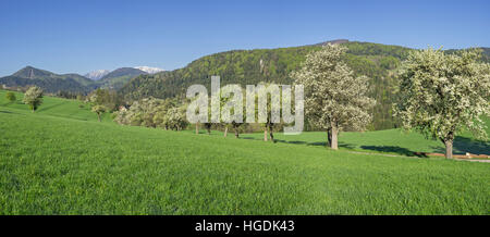 Rangée de poiriers à fleurs, Schneeberg, Miesenbach, Basse Autriche, Autriche Banque D'Images