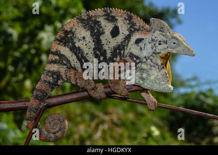 Ouvrir la bouche femme caméléon géant malgache (Furcifer oustaleti), Amborondolo, Sofia, le Centre de Madagascar, Madagascar Banque D'Images