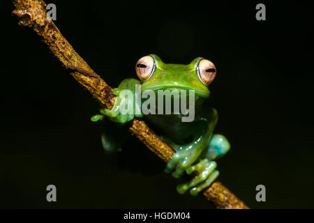 Ankafana grenouille aux yeux brillants (Boophis luteus), sirène, grenouille, montagne d'Ambre Parc National, Diana, Madagascar Banque D'Images