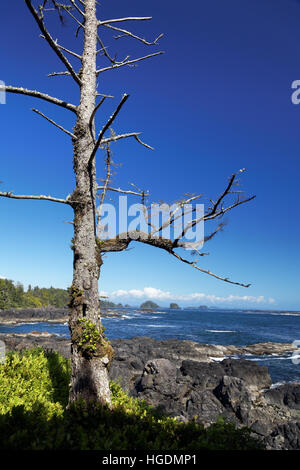 Barkley Sound encadrée par arbre au bord de la boucle phare, Sentier Wild Pacific, Ucluelet, île de Vancouver, Canada Banque D'Images