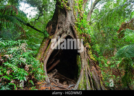 Maits Rest Rainforest Walk, Apollo Bay, Australie Banque D'Images