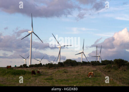 Les turbines éoliennes les vaches de pâturage Andalousie Espagne la production d'énergie d'électricité Banque D'Images