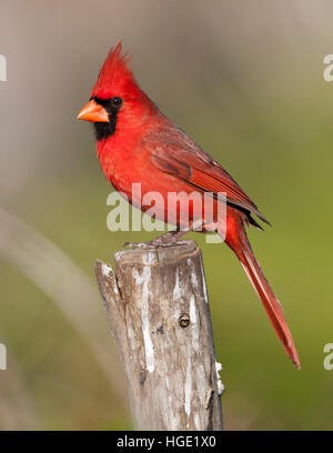 Cardinal rouge, perché sur un poste en Floride Banque D'Images