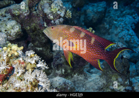 Mer Rouge, Egypte. 4ème Nov, 2016. Grumes de jaune, lyretail Lyretail ou mérou morue Caramel (Variola louti) flotte sur un arrière-plan d'un récif de corail, Mer Rouge, Egypte, © Andrey Nekrasov/ZUMA/ZUMAPRESS.com/Alamy fil Live News Banque D'Images