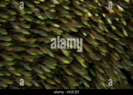 Mer Rouge, Egypte. 4ème Nov 2016. grande école de Glassfish ou Pygmées (ransonneti Parapriacanthus balayeuses), mer Rouge, Hurghada, péninsule du Sinaï, Egypte © Andrey Nekrasov/ZUMA/ZUMAPRESS.com/Alamy fil Live News Banque D'Images