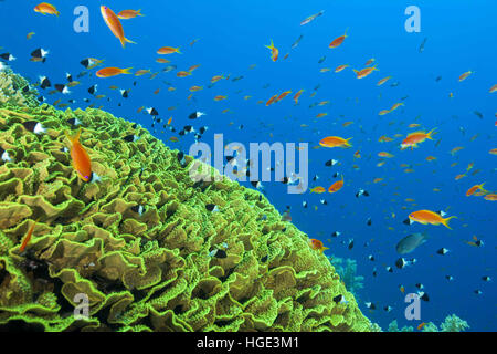Mer Rouge, Egypte. 5ème Nov, 2016. École de poisson orange vif ou Goldie Mer Lyretail Anthias (Pseudanthias squamipinnis) et Bicolor Damselfish (Chromis dimidiata) nage près de Pagoda Corall Coral ou disque (Turbinaria mesenterina) Mer Rouge, Sharm El Sheikh, Sinaï, Egypte © Andrey Nekrasov/ZUMA/ZUMAPRESS.com/Alamy fil Live News Banque D'Images
