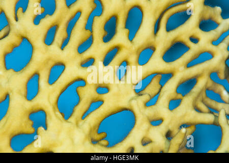 Mer Rouge, Egypte. Nov 8, 2016. Close-up - corail de feu (Millepora Net dichotoma) Mer Rouge, Sharm El Sheikh, Sinaï, Egypte © Andrey Nekrasov/ZUMA/ZUMAPRESS.com/Alamy fil Live News Banque D'Images