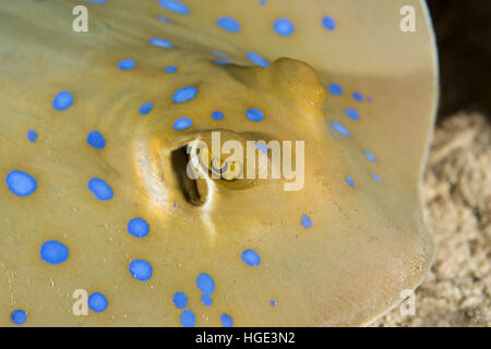 Mer Rouge, Egypte. Nov 6, 2016. Portrait de Bluespotted ribbontail ray ray ou le lagon (Taeniura lymma), mer Rouge, Hurghada, péninsule du Sinaï, Egypte © Andrey Nekrasov/ZUMA/ZUMAPRESS.com/Alamy fil Live News Banque D'Images