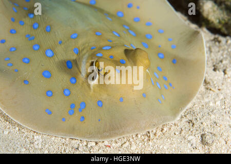 Mer Rouge, Egypte. Nov 6, 2016. Portrait de Bluespotted ribbontail ray ray ou le lagon (Taeniura lymma), mer Rouge, Hurghada, péninsule du Sinaï, Egypte © Andrey Nekrasov/ZUMA/ZUMAPRESS.com/Alamy fil Live News Banque D'Images