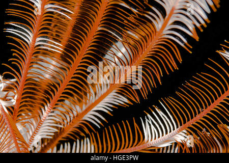 Mer Rouge, Egypte. Nov 6, 2016. Feather Star ou brun et blanc crinoïde (Lamprometra palmata) Mer Rouge, Sharm El Sheikh, Sinaï, Egypte © Andrey Nekrasov/ZUMA/ZUMAPRESS.com/Alamy fil Live News Banque D'Images