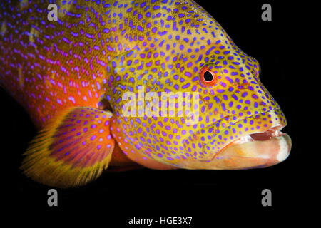 Mer Rouge, Egypte. Nov 6, 2016. Portrait de grumes de jaune, lyretail Lyretail ou mérou morue Caramel (Variola louti) plongée de nuit, Mer Rouge, Egypte © Andrey Nekrasov/ZUMA/ZUMAPRESS.com/Alamy fil Live News Banque D'Images